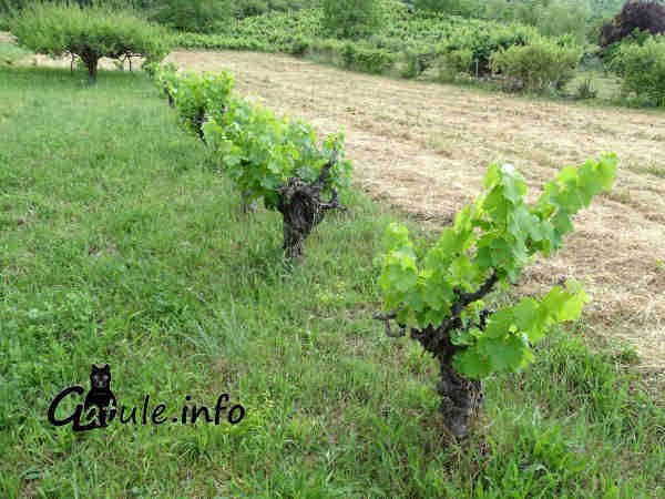 propiedades Vitis vinifera