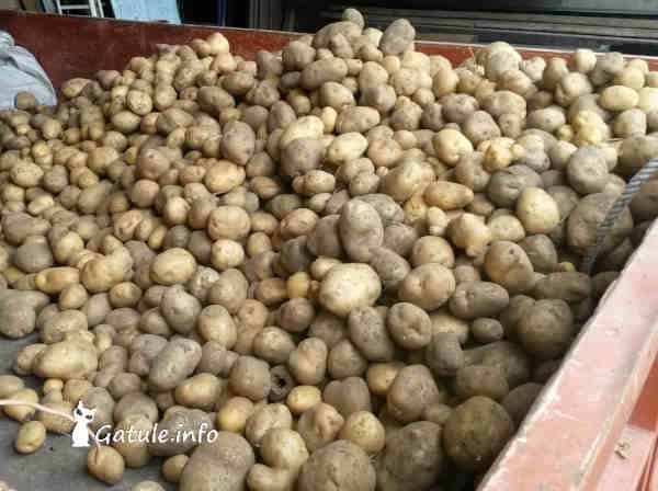 cosecha de patatas