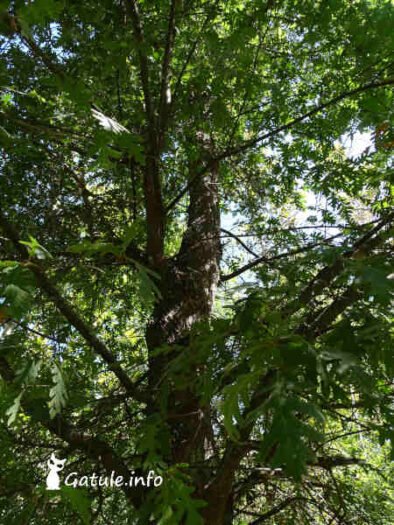 Quercus pyrenaica o Roble común follaje