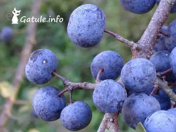 abruño fruto prunus spinosa