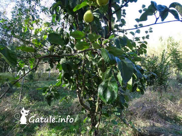 El Membrillero Gatule Info Cydonia Oblonga Mill