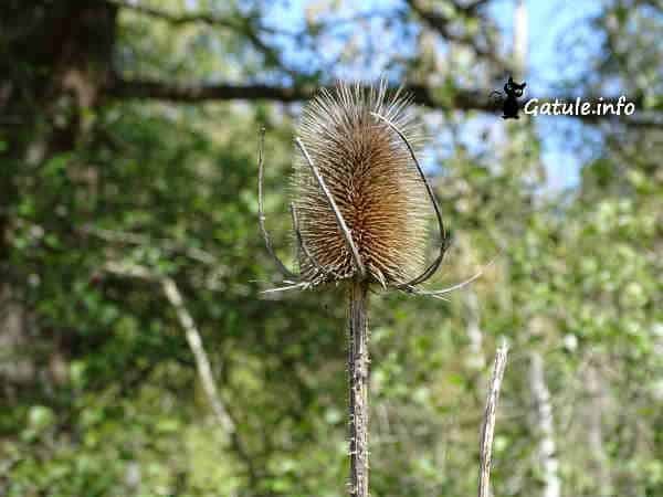 Dipsacus Fullonum Dipsacus Fullonum seco