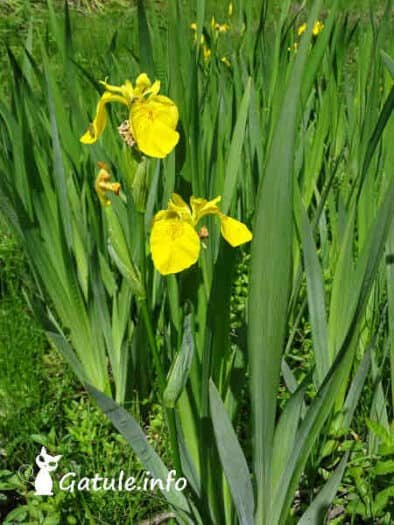 planta Iris pseudacorus
