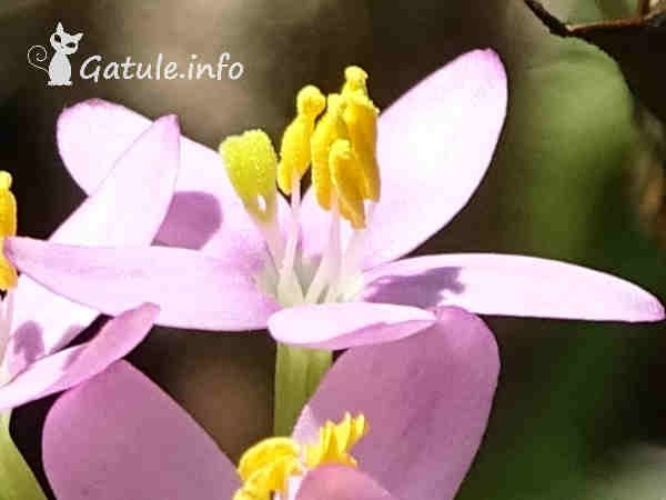 flor Centaurium erythraea 
