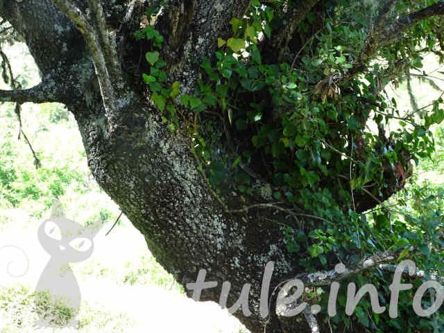 La Encina o Carrasca corteza árbol carrasca o encina