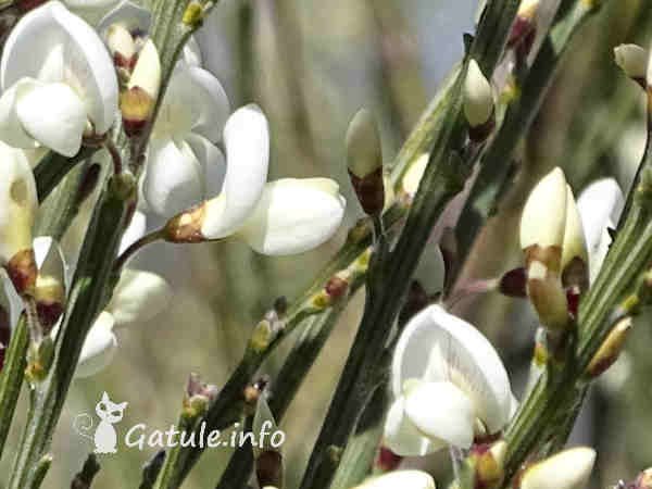 flores retama monosperma
