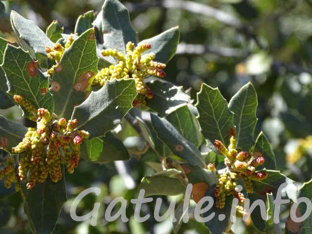 La Encina o Carrasca flores encina o carrasca