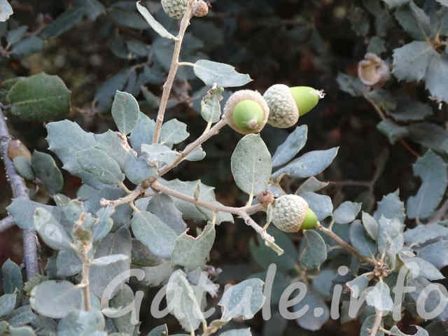 La Encina o Carrasca frutos quercus ilex