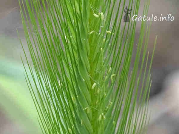 Hordeum murinum cola de rata planta
