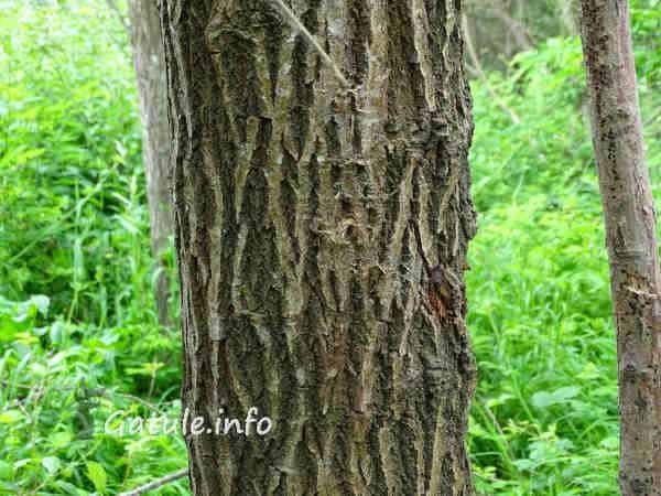 Salgueiro corteza exterior salix