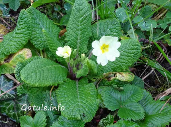 Primula Vulgaris planta flor de san jose