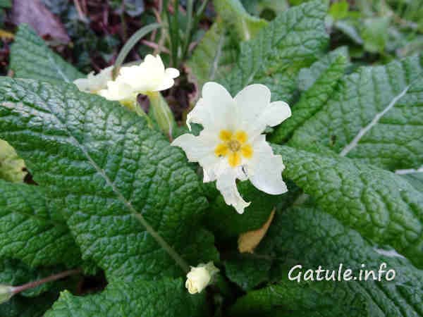 Primula Vulgaris planta primavera