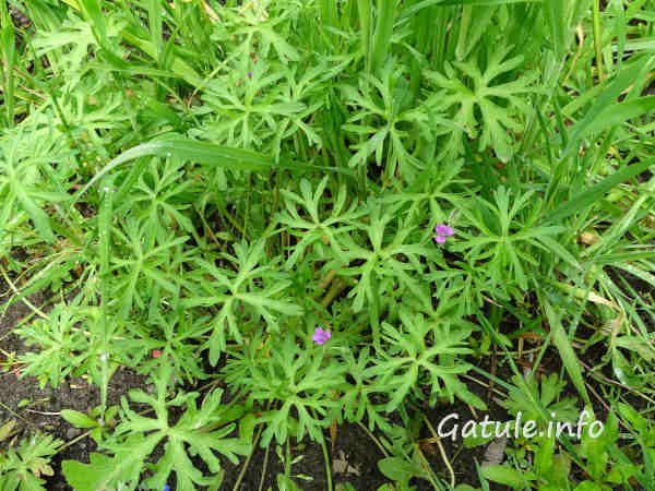 planta geranium dissectum