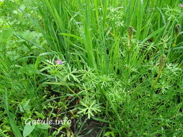 geranium dissectum planta