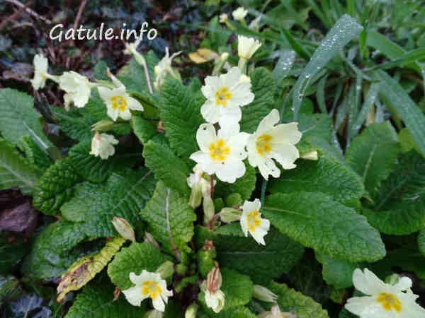 Primula Vulgaris planta primula