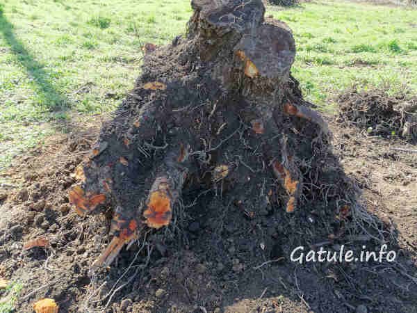 Salgueiro raíces del árbol salgueiro