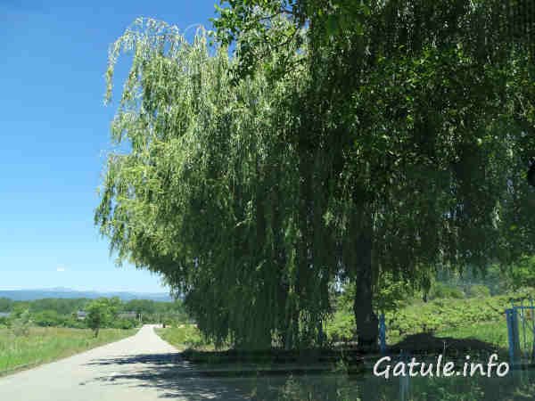 Salgueiro árbol sauce llorón en una carretera