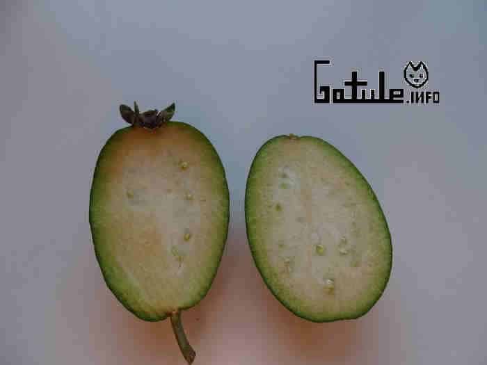 Propiedades árbol feijoa freixoa inmadura