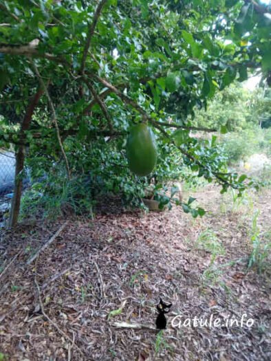 Crescentia Cujete Jicara