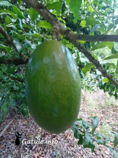 Crescentia Cujete Crescentia cujete