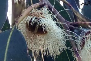 Flor arbol eucalipto