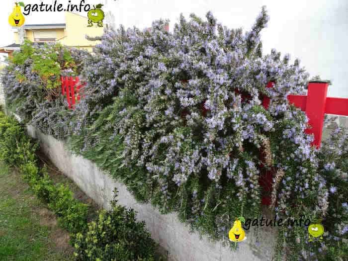 romero propiedades beneficios