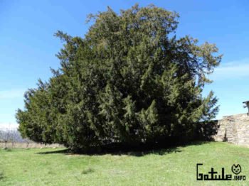 arbol tejo