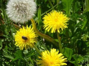 Hierbas y árboles medicinales propiedades del diente de leon
