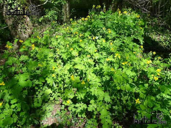 La planta Celidonia mayor La planta celidonia mayor
