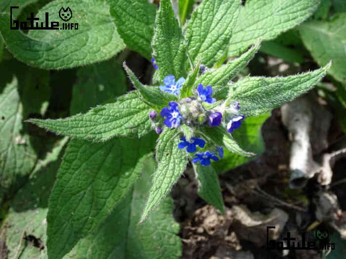 lengua de buey planta
