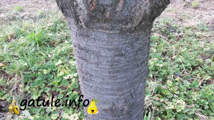 Cerezo el árbol corteza Prunus avium