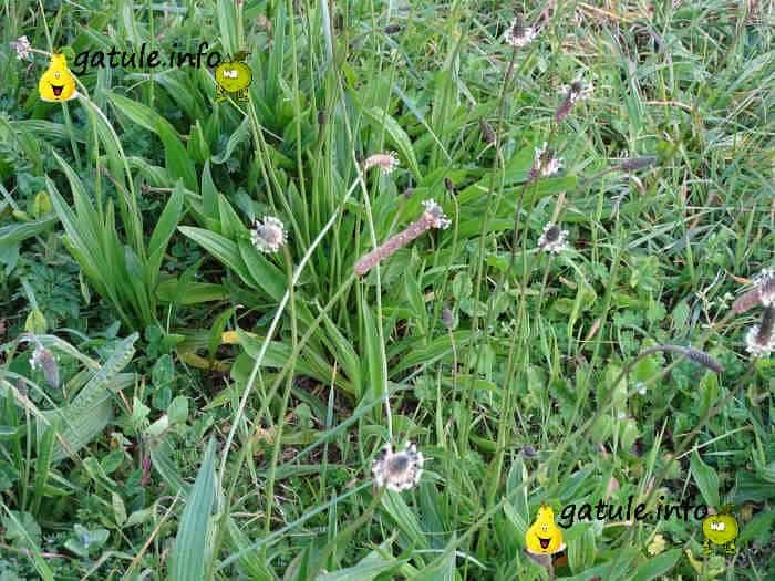 Llantén propiedades de la planta llantén propiedades planta