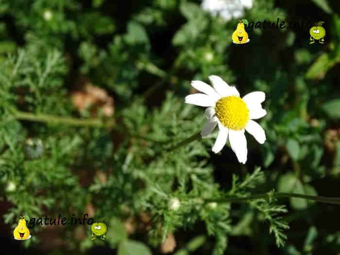 manzanilla propiedades