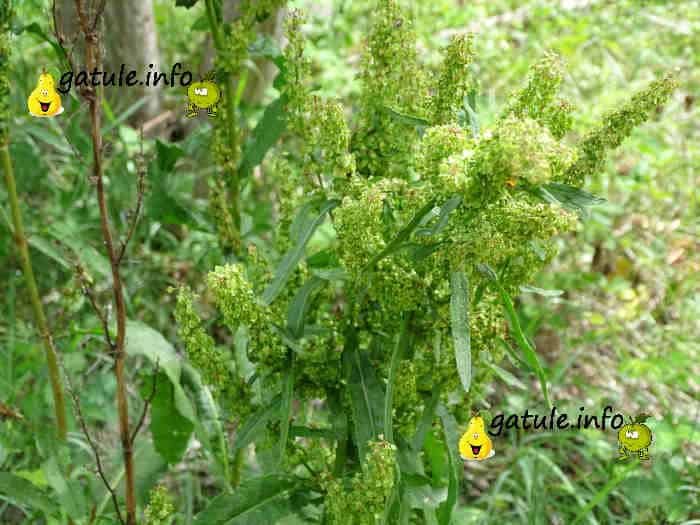La acedera propiedades de la planta flores de acedera