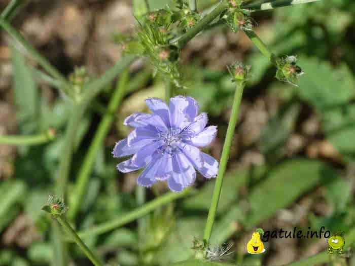 achicoria propiedades