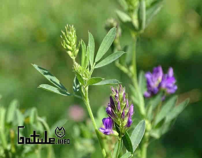 cualidades alfalfa