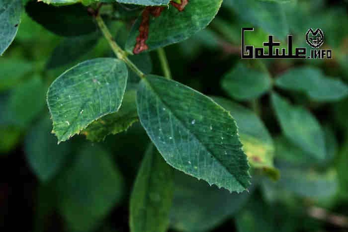 alfalfa beneficios y propiedades