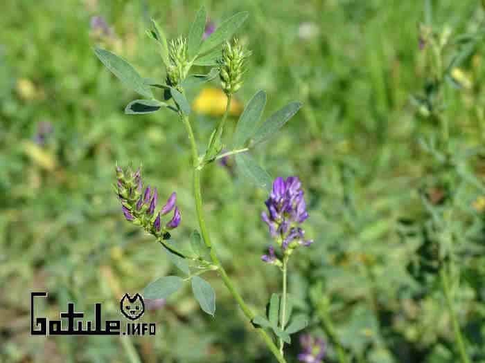 Alfalfa Propiedades Y Beneficios Contraindicaciones Y Usos