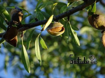 almendro propiedades árbol