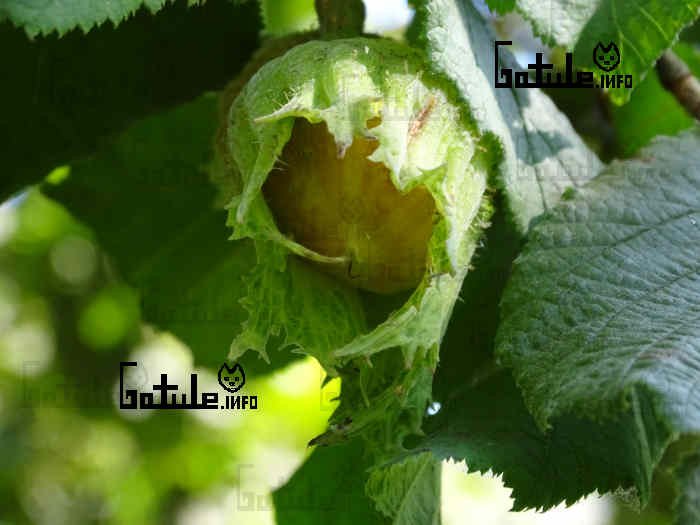 Avellano propiedades del árbol avellano propiedades