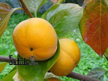 propiedades caqui palosanto