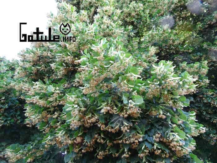 Propiedades del tilo propiedades tilo