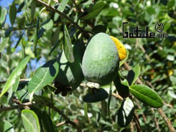 propiedades feijoa árbol