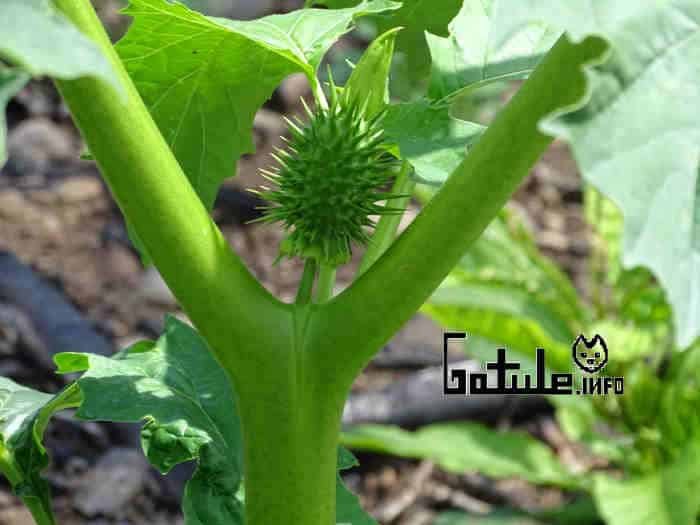 propiedades estramonio