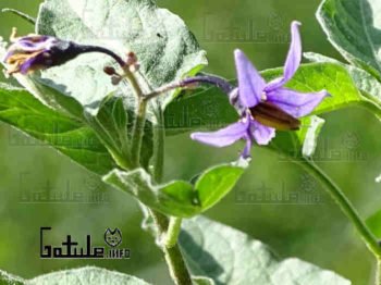 flor dulcamara