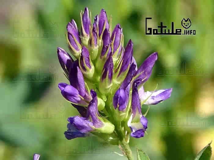medicago sativa flor