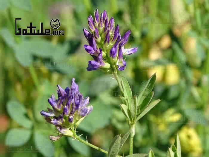 propiedades flores alfalfa