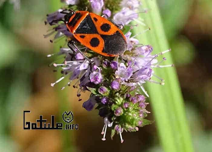 Cómo recoger y conservar las plantas medicinales como conservar plantas medicinales