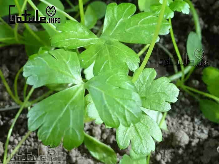 Petroselinum crispum el perejil petroselinum crispum hojas
