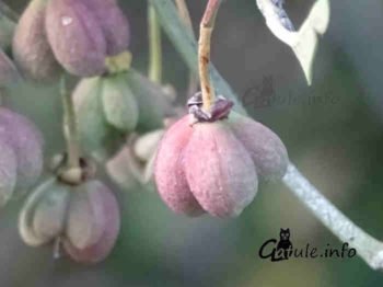 frutos bonetero o evónimo